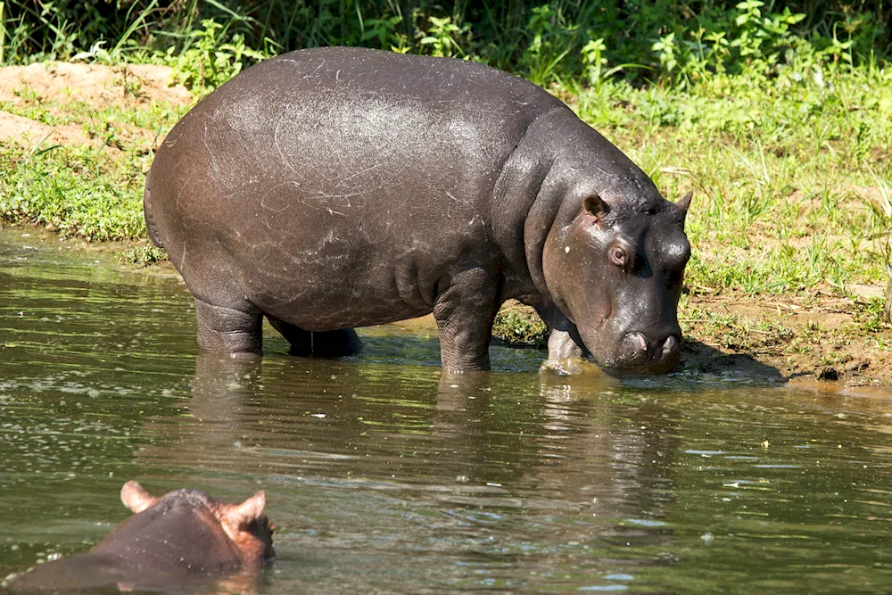 Common Hippopotamus