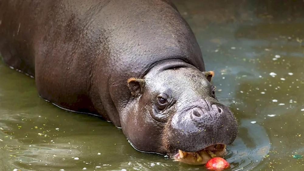 Giant Hippopotamus prehistoric