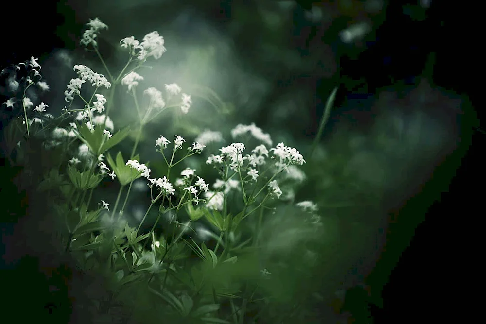 Gypsophila meadow