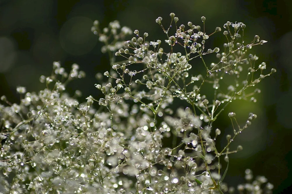 Bouquet of white flowers