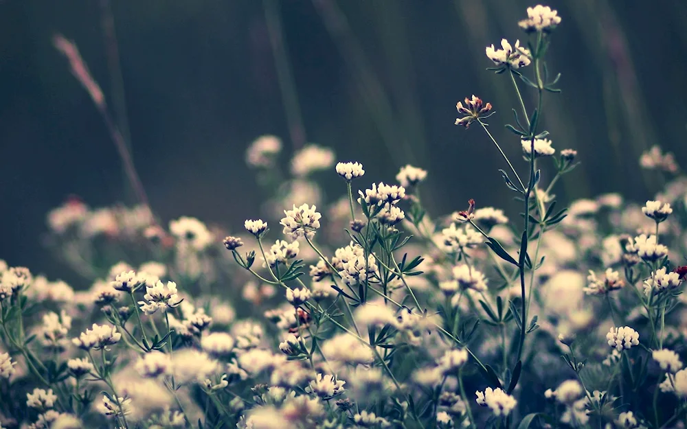 Field flowers