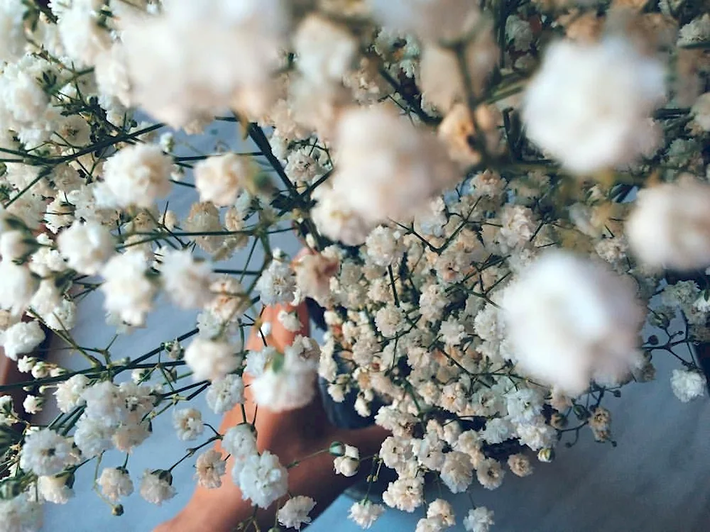 Gypsophila aesthetica