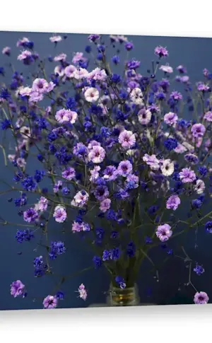 Gypsophila Aesthetica lilac