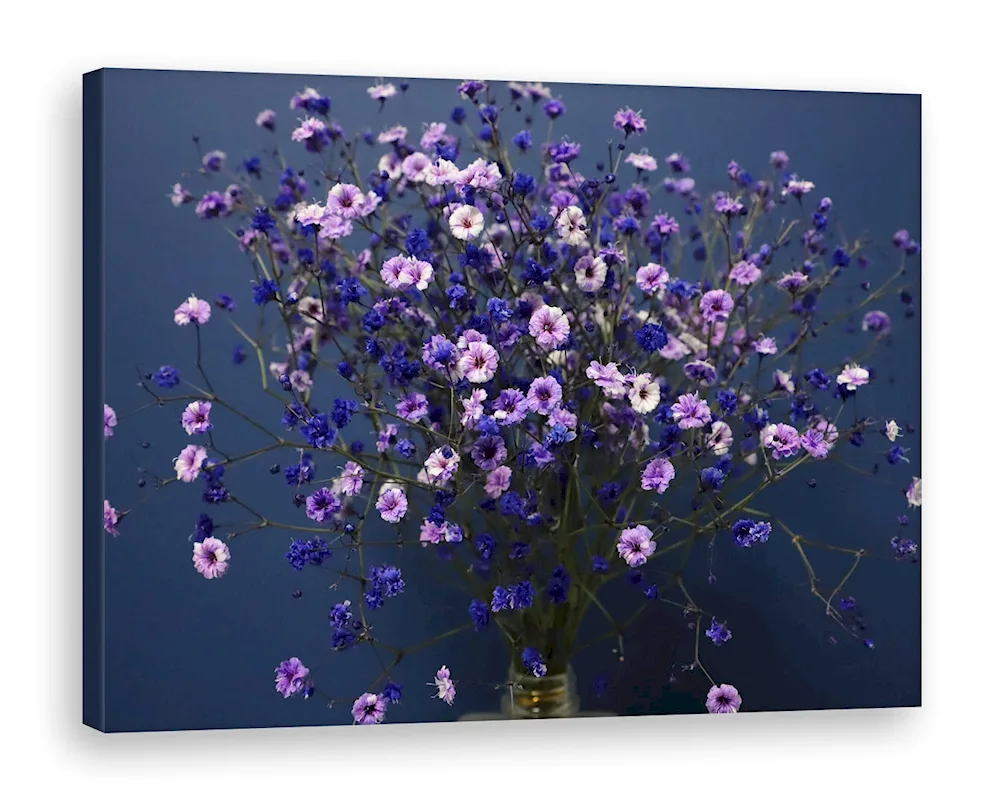 Gypsophila Aesthetica lilac