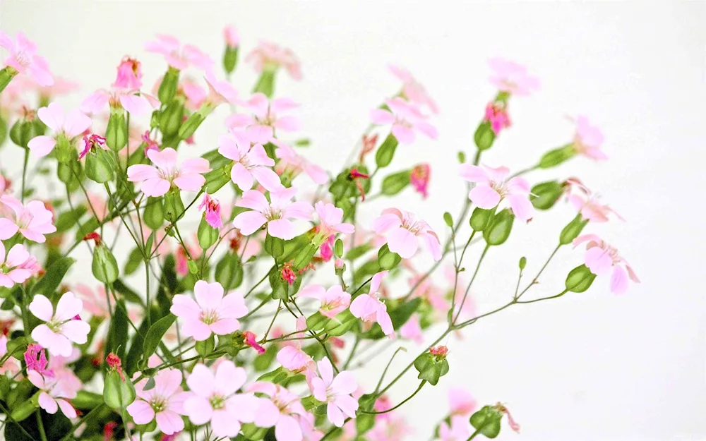 Gypsophila Flamingo