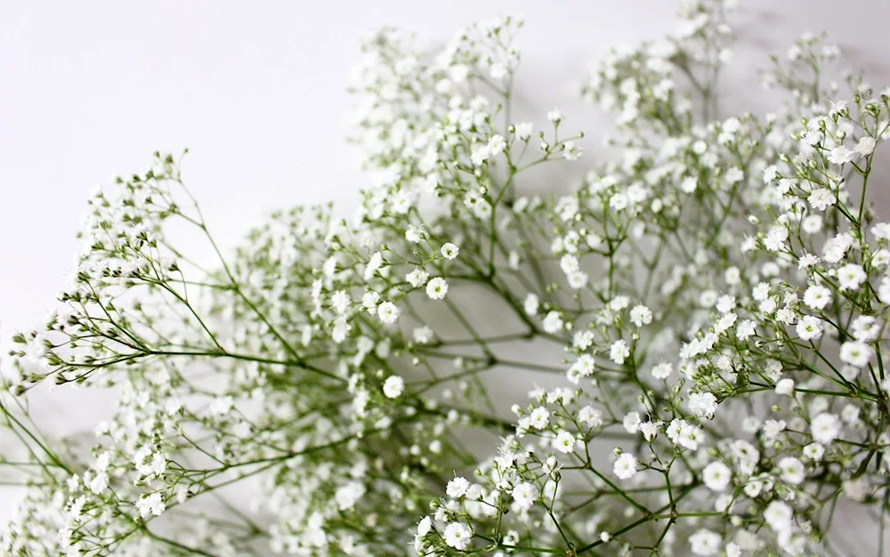 Gypsophila limonium