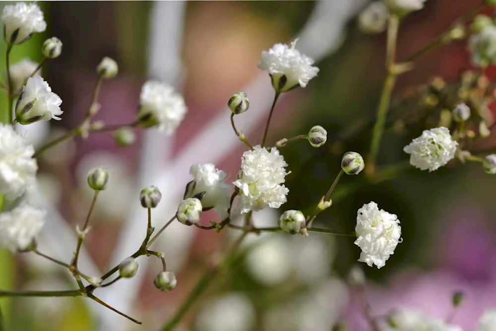 Gypsophila metelicum Cachim