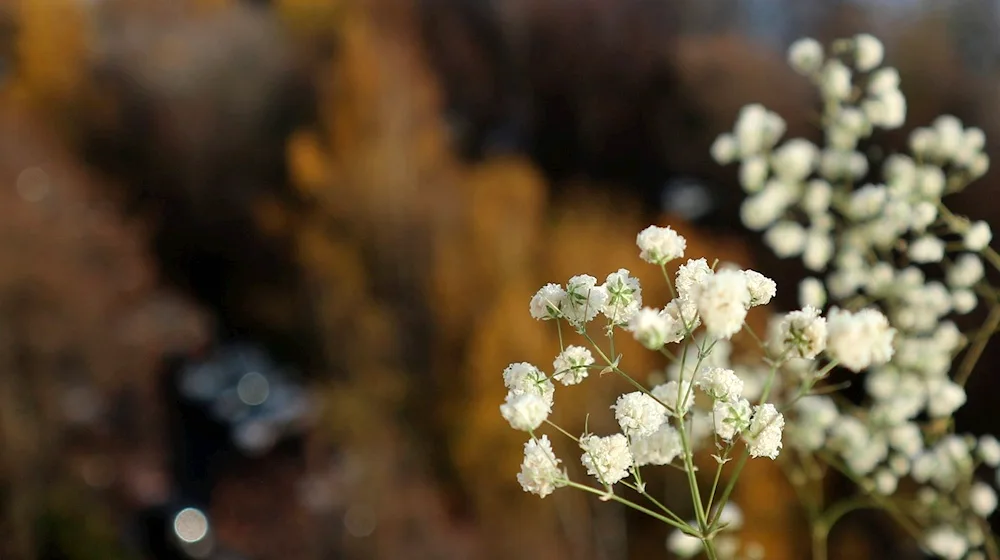 Gypsophila metelicum cobweb