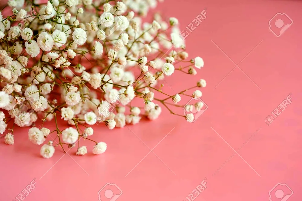 Hypsophila panicum Pink Festival