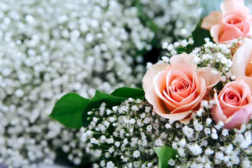 White roses with Gypsophila