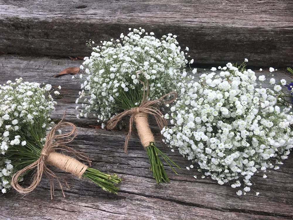 Rose and Gypsophila bouquet rose and Gypsophila