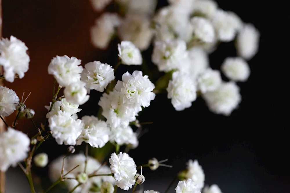 Gypsophila metelicum snow flakes