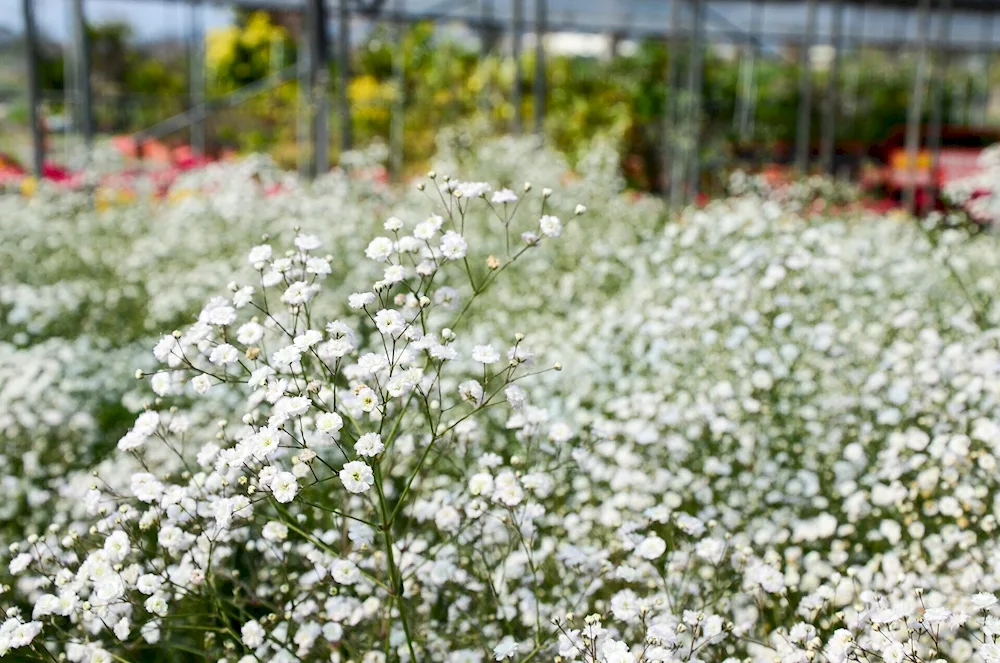 Hypsophila panicle Pacific. pink