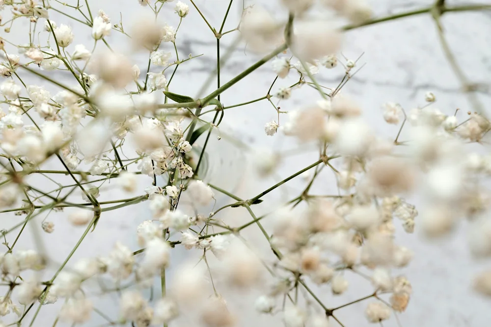 Hypsophila panicle snowflake