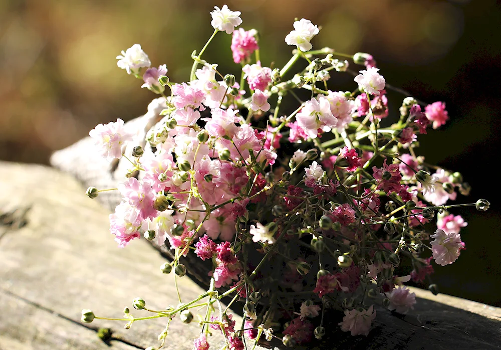 Hypsophila Paniculata Rose