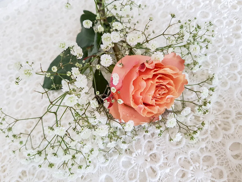 Rose and Gypsophila