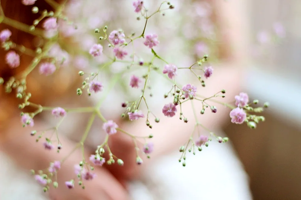 Hypsophila inflorescence