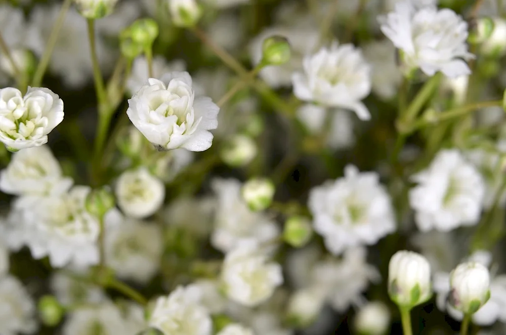 Gypsophila Tiffany