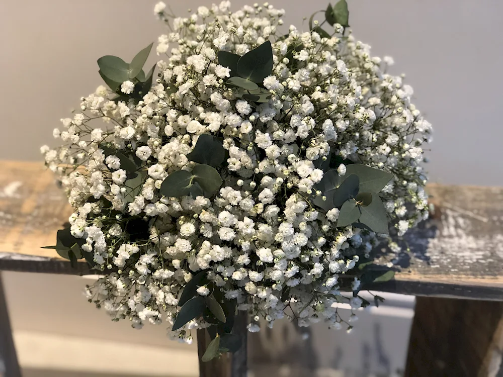 Gypsophila Tiffany