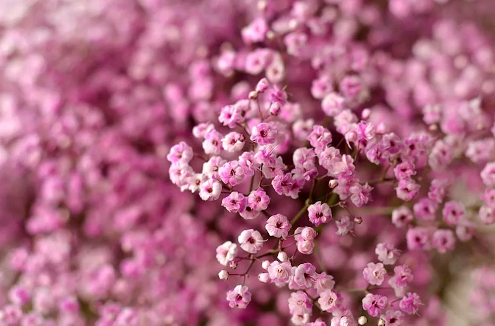 Hypsophila panicle Snowflake