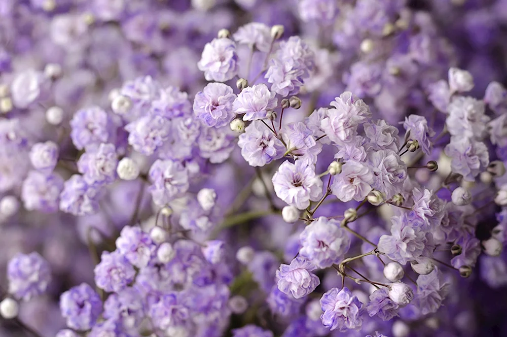 Gypsophila panicle snowflake