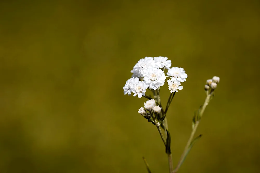 Aster Meadow white