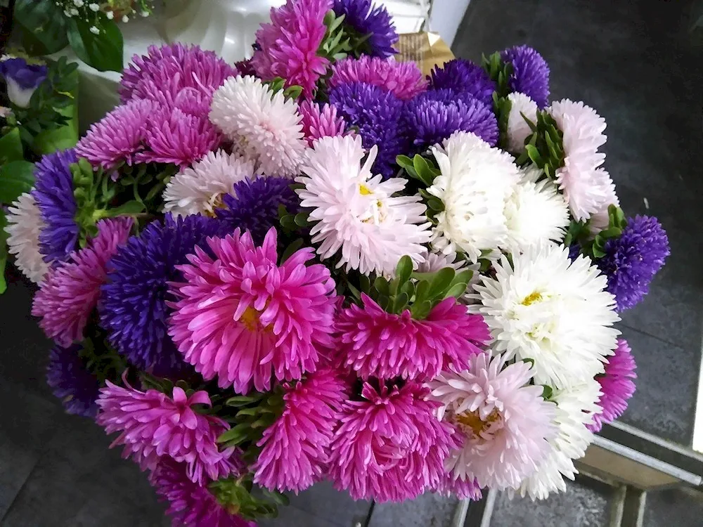 Chrysanthemum bush white