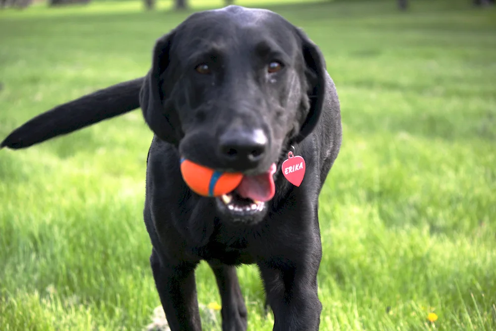 Smooth-haired retriever