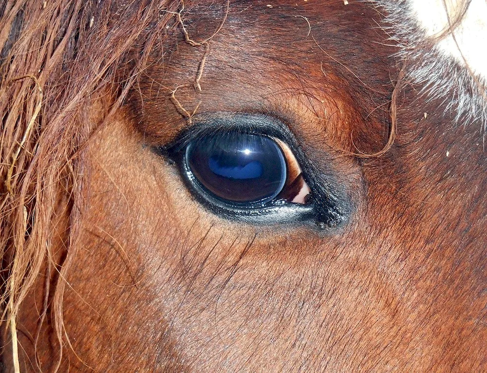 Horse's eye