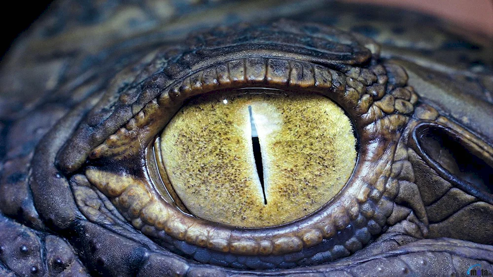 Crocodile's eye