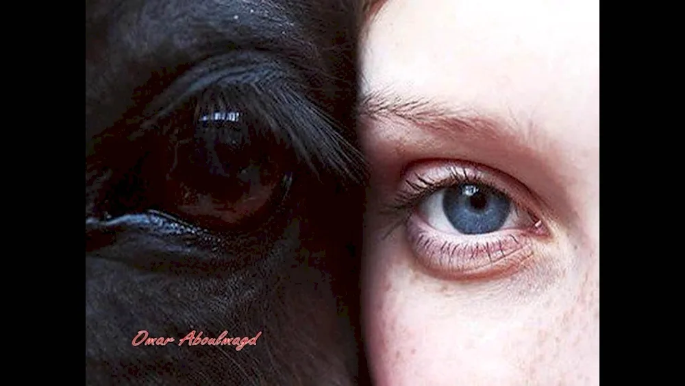 Giraffe's eye