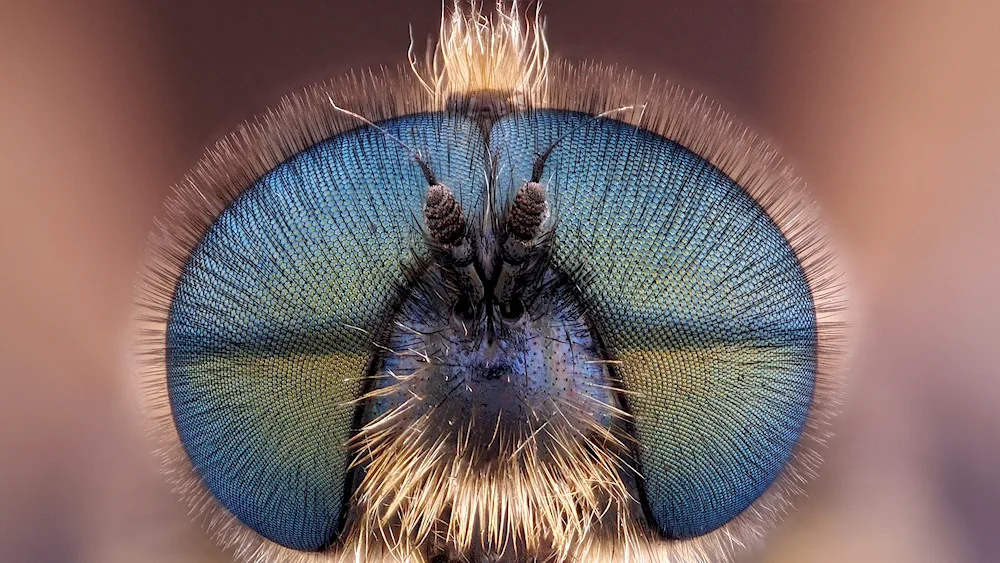 Faceted eyes of Dragonflies