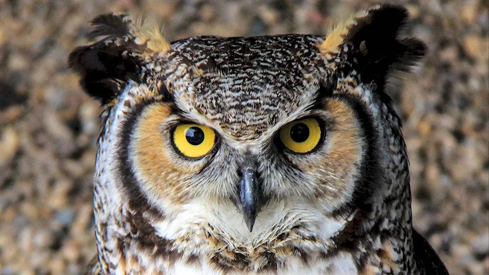 Dwarf Owl