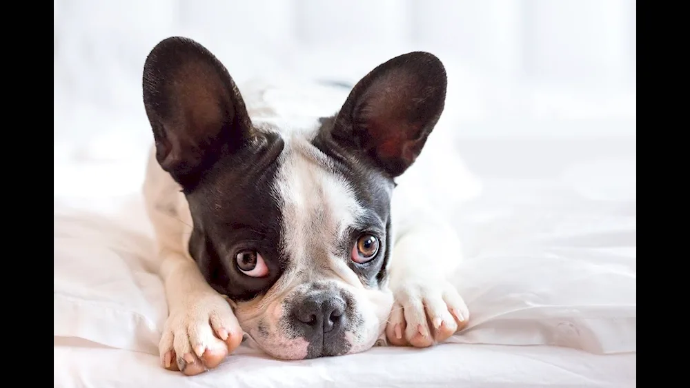 Boston Terrier French Bulldog