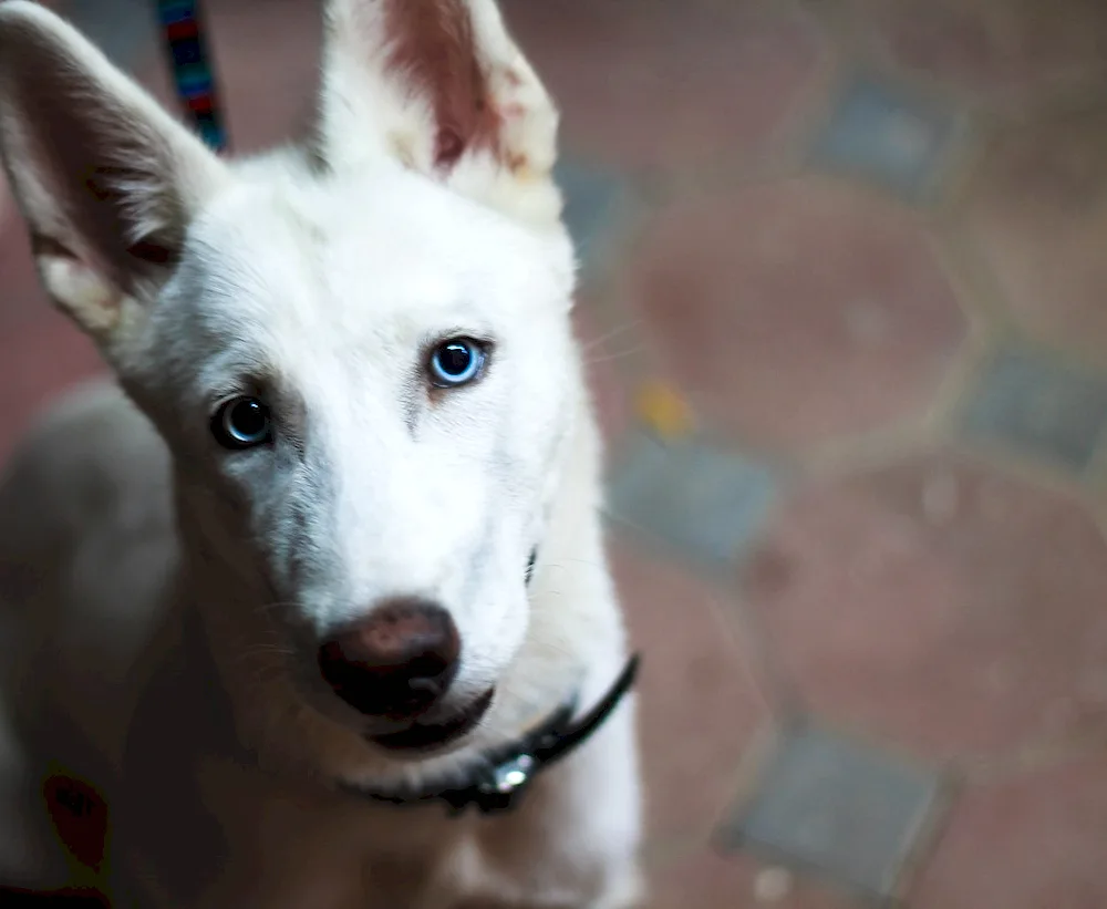 Blue eyed dog