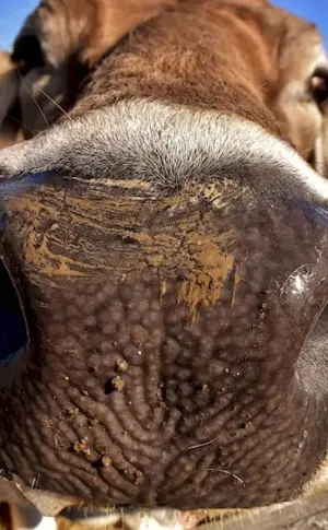Eyes of a cow