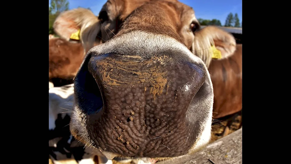 Eyes of a cow