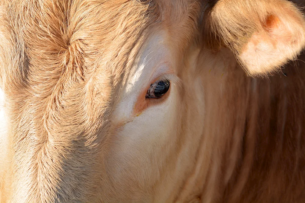 Cow's eyes