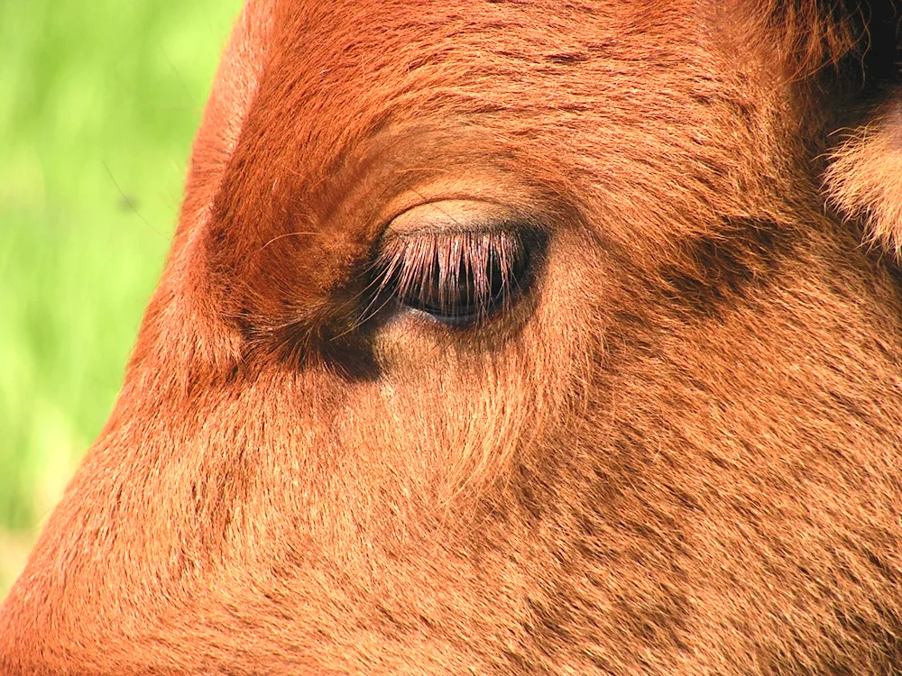 Cow's eyes
