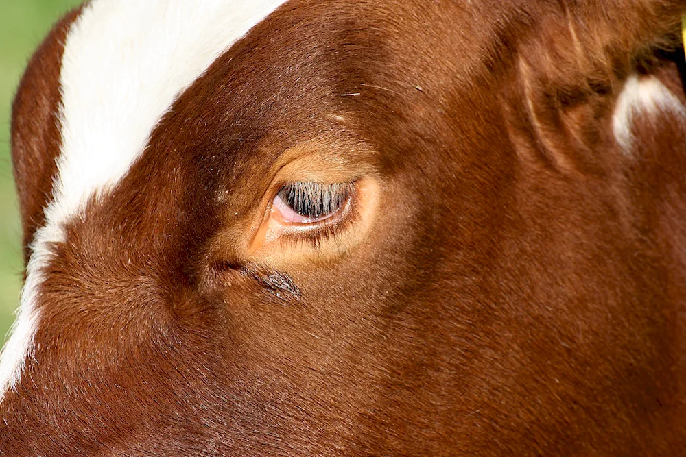 Cow's eyelashes