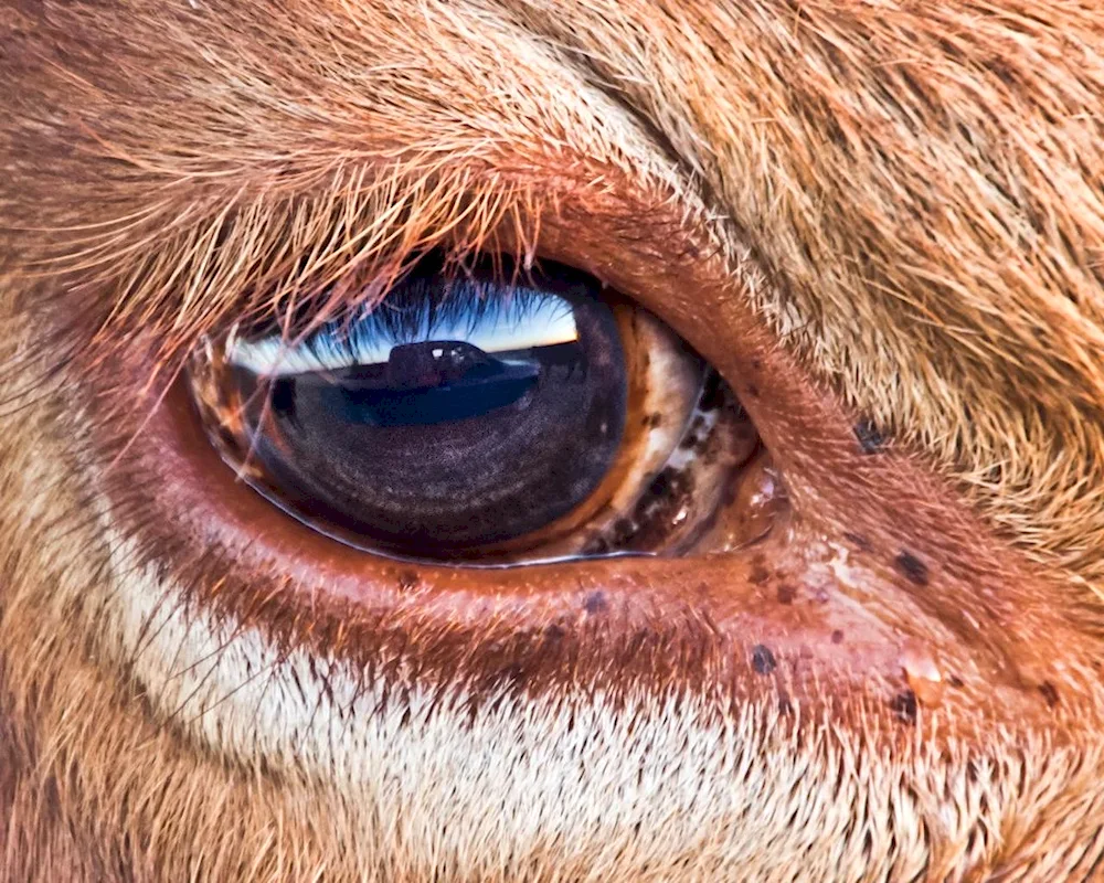 Cow's eyes