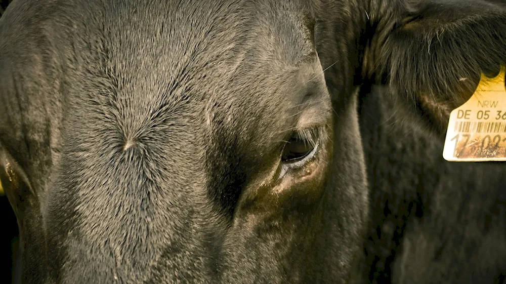 Cow's eyes