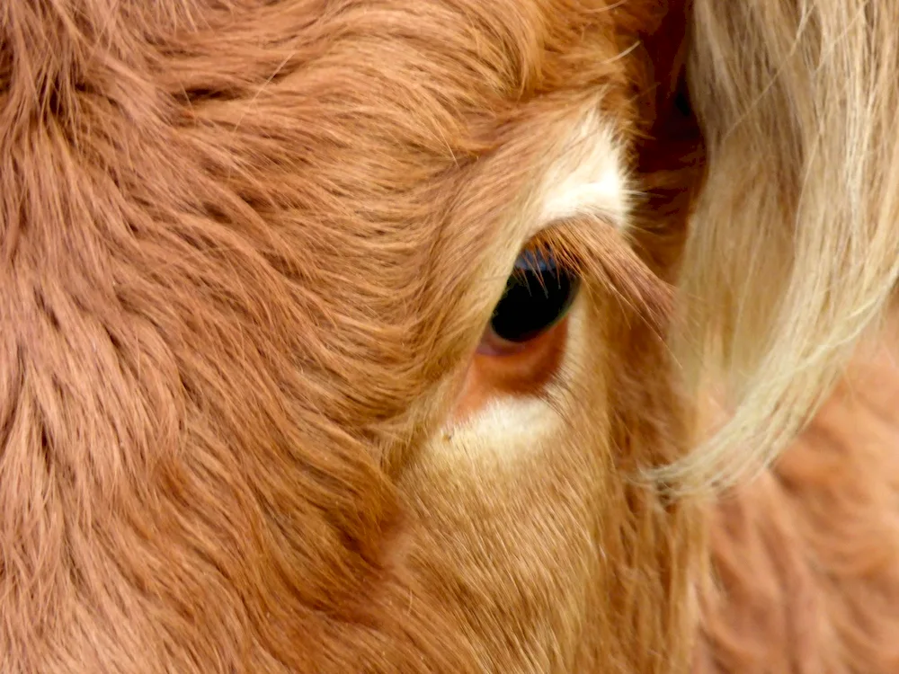 Cow's eyes