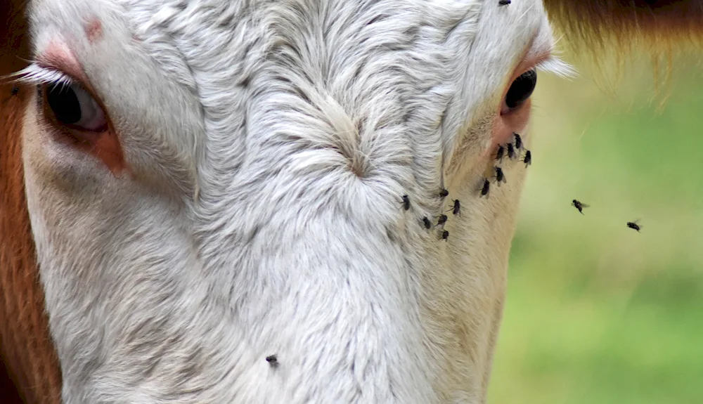 Cow's eyes
