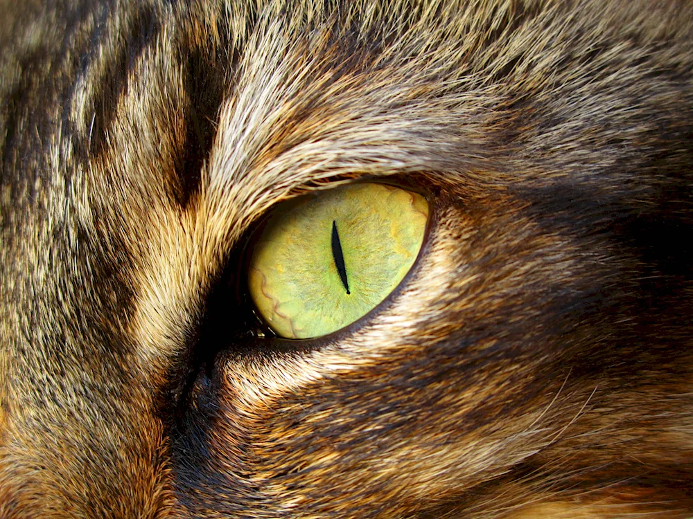 Cat's eye