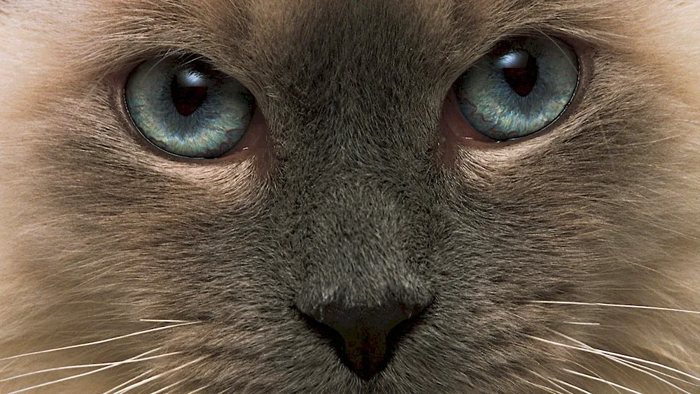 Cat's eyes