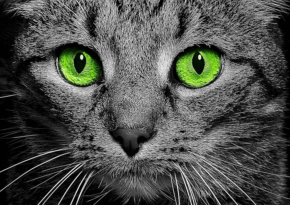 Grey cat with grey eyes