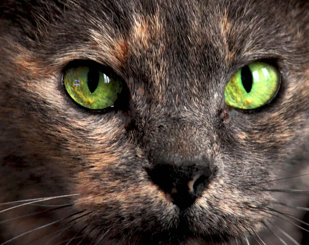 Cat's eyes