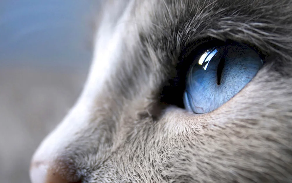 Cat eyes pictures