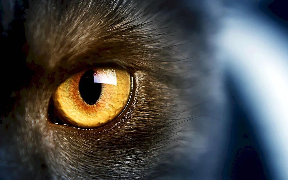 Cat's eye